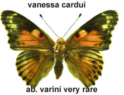 Vanessa cardui aberrant (Internet Image property of respective owner, non-commercial use only)